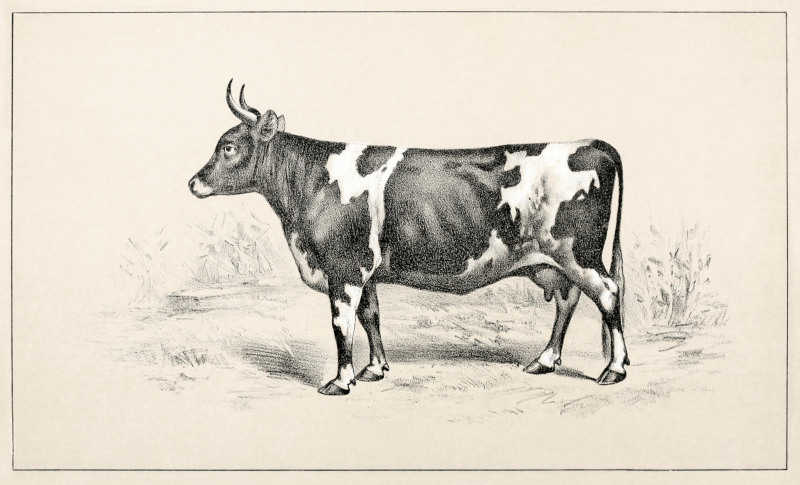 Cattle and dairy farming